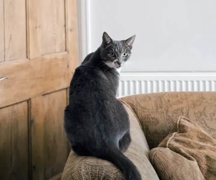 Information for landlords on Renters’ Rights 