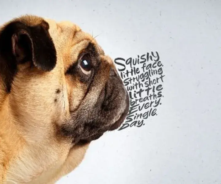 Flat‑faced dogs and cats: what you need to know 