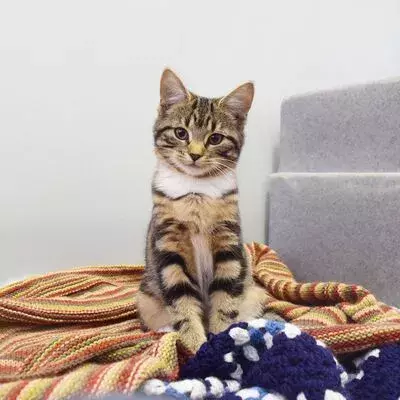 Come and Visit Battersea