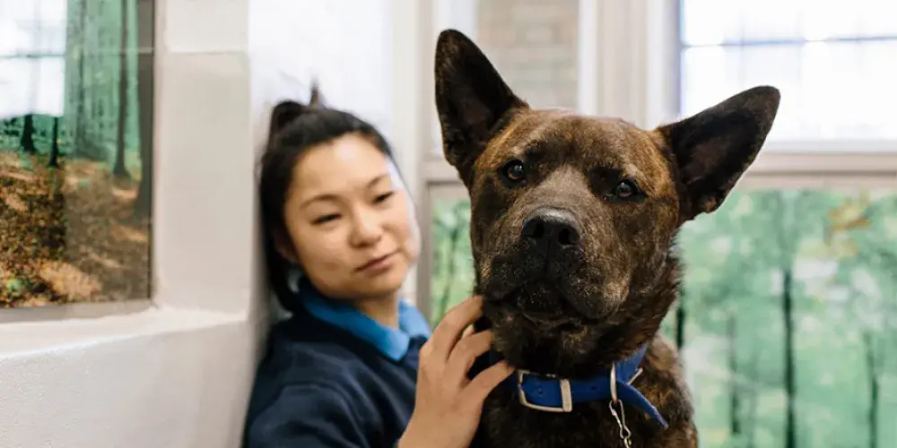 You can help dogs like Nala