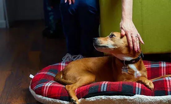 Desensitising your dog to loud noises