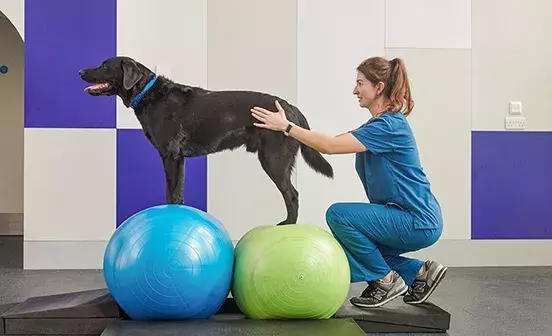 Physiotherapy at Battersea
