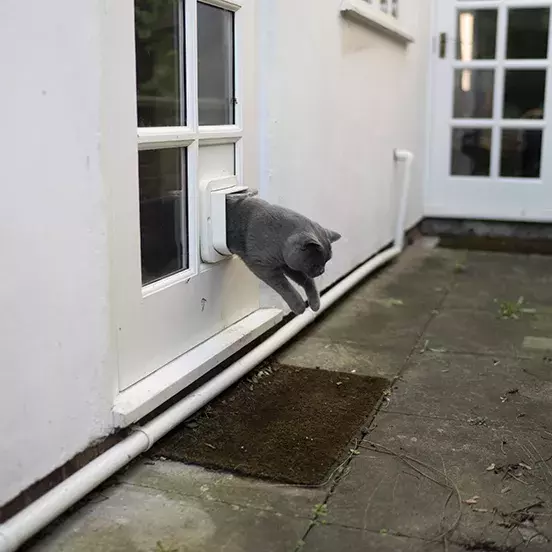 Introducing your cat to the outside