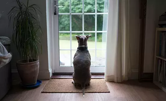 How to toilet train a dog