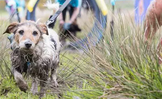 Volunteer at Muddy Dog Challenge