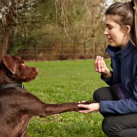 Animal Partnerships