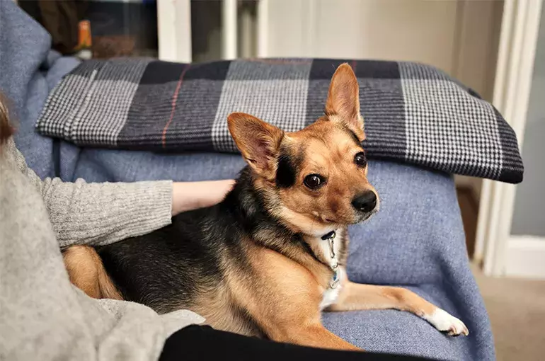 Introducing cats and dogs Battersea Dogs & Cats Home
