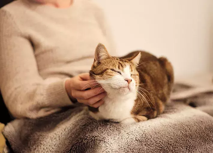 How important is it to have two cats? : r/CatAdvice