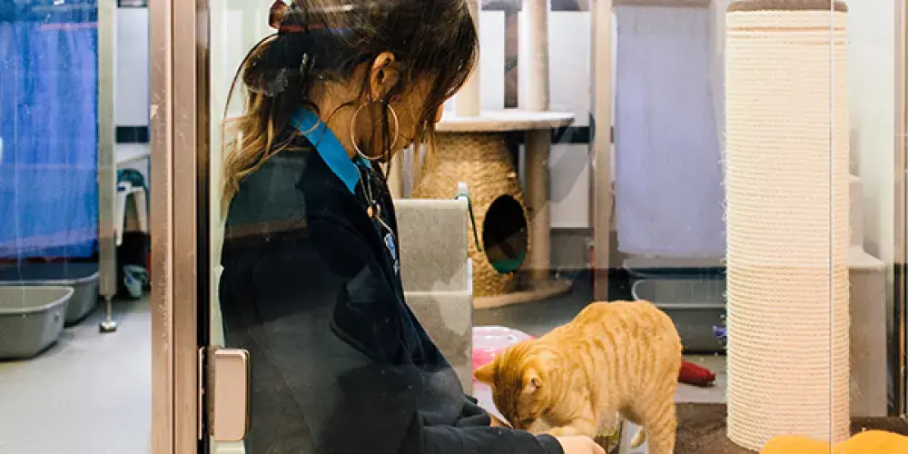 With your support we can help even more animals