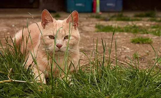 What to do if your cat is stung by a bee or wasp