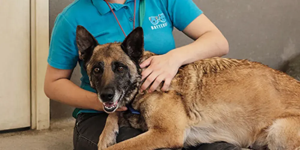Dogs in our care