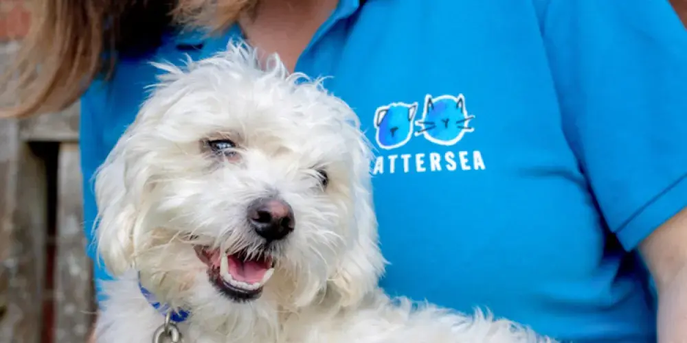 Dogs in our care