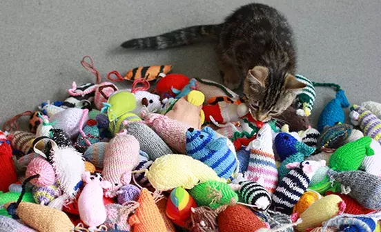 Where to Donate Dog Toys