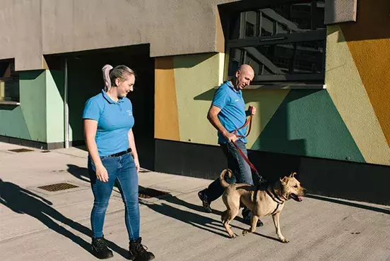 How to teach your dog to walk on a lead