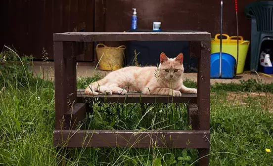 Summer cat care