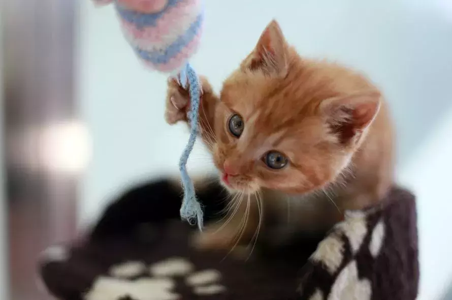 Battersea kittens hot sale for rehoming