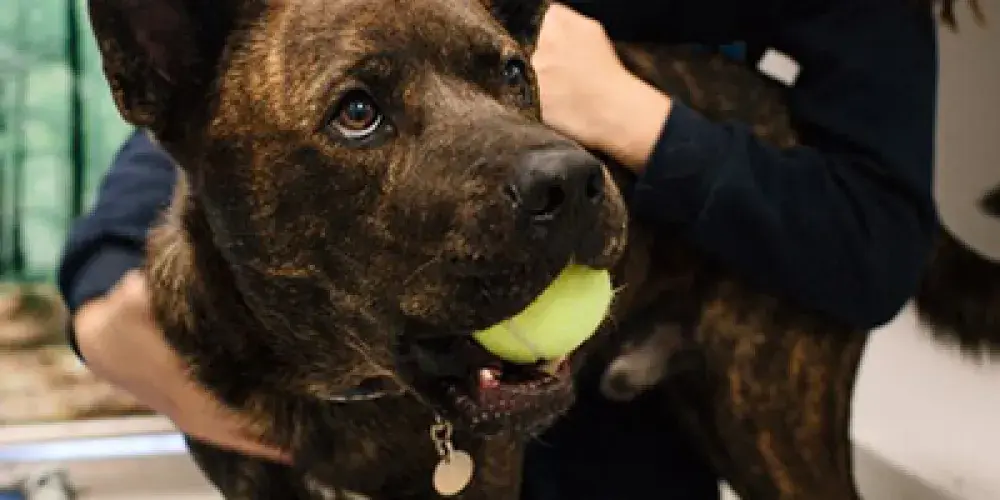 You can help dogs like Lexi