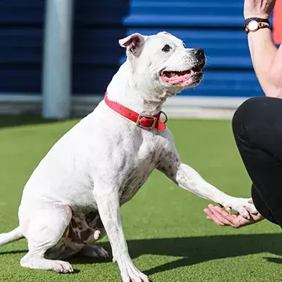 Teaching your dog to 'speak' on command