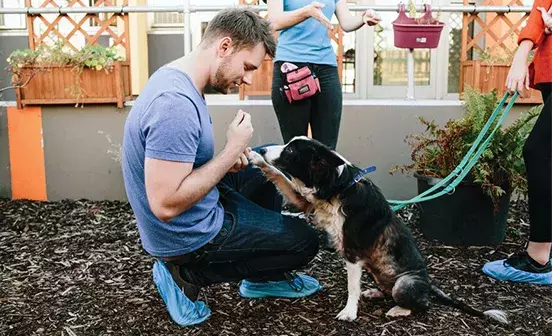 How to teach your dog to greet people