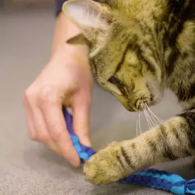 DIY cat toys