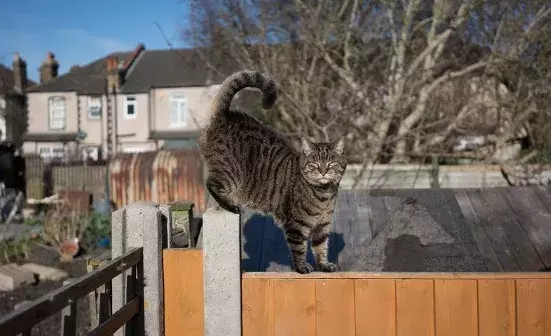 Creating a cat-friendly garden