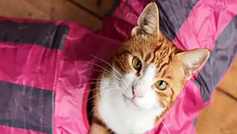 Introducing cats and dogs Battersea Dogs & Cats Home