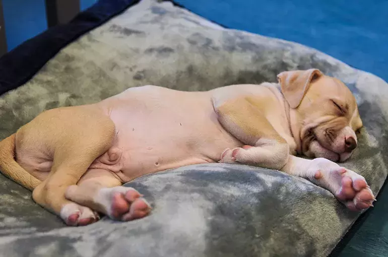 SLIDE - Puppy Advice