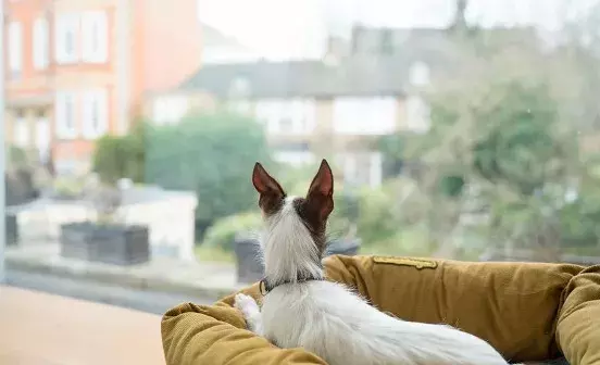 Teach your dog a 'bed' command