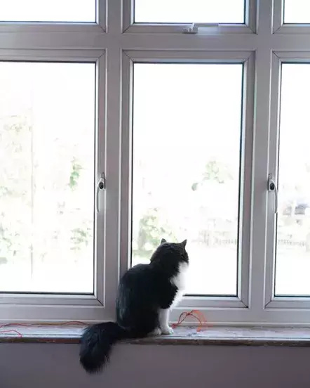 Why is my cat going to the toilet around the house?
