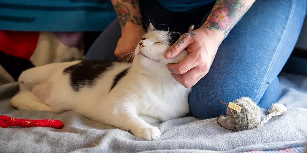 Cats