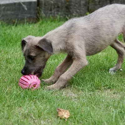 How to stop my puppy mouthing