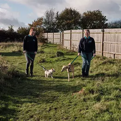 How to introduce your dog to other dogs on walks