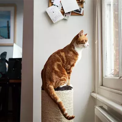 Search cat advice