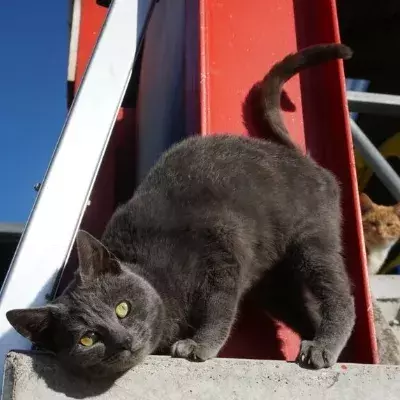 Search cat advice