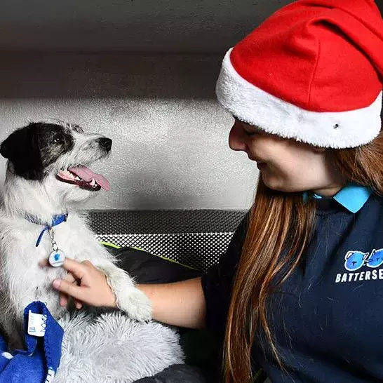 Online Festive Auction
