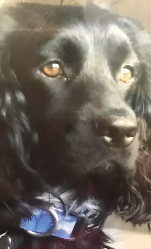 Pet Memorials