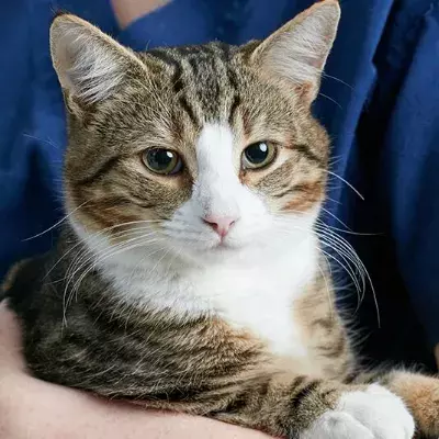 Helping nervous cats at the vets