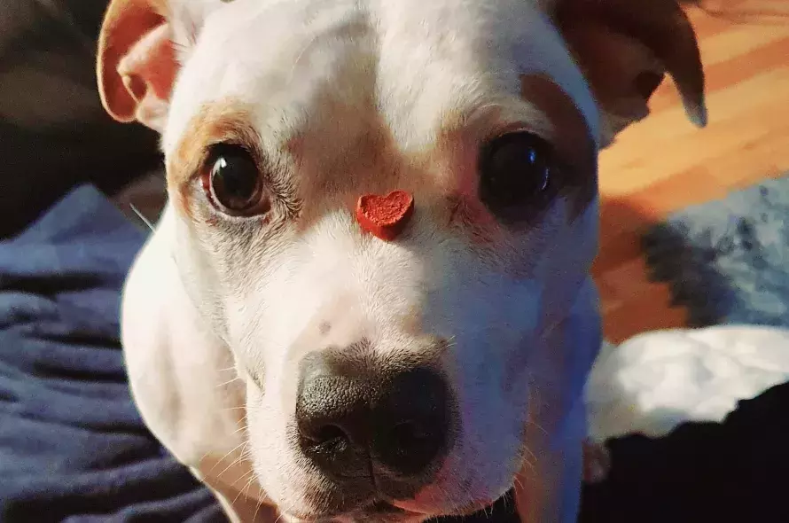 Pet Memorials
