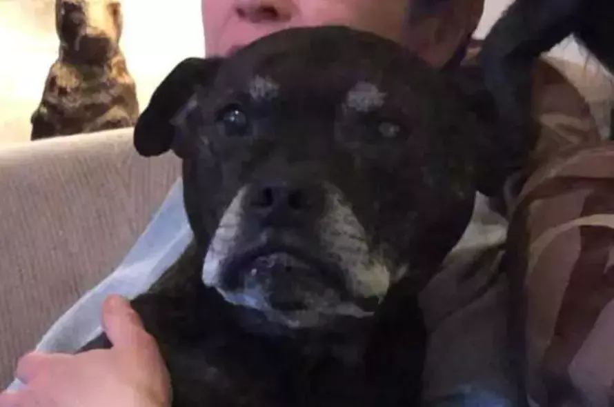 Pet Memorials