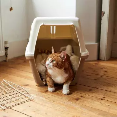 Search cat advice