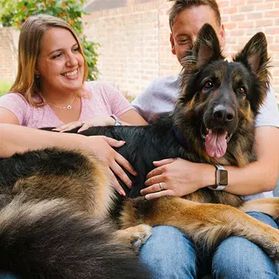 Big dogs: A lapful, not a handful