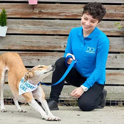 Search dog advice