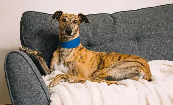 Greyhounds: Just looking for a couch to potato on