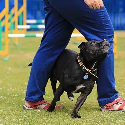 Search dog advice