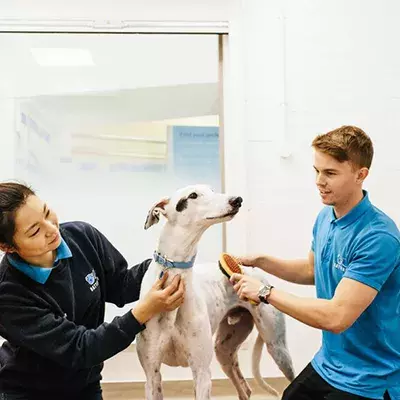 Search dog advice