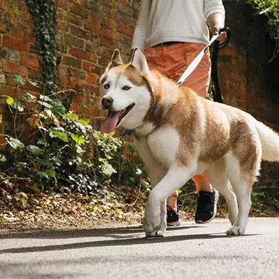 Sled dogs: so much more than just a pretty face 