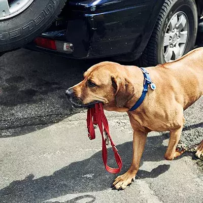 Search dog advice