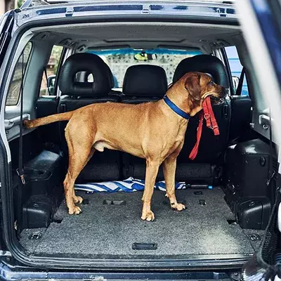 Getting your dog used to car travel