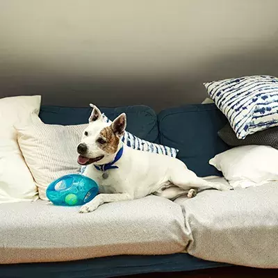 Search dog advice