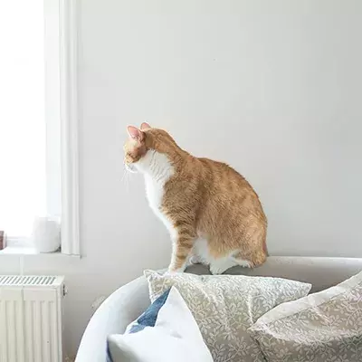 Search cat advice